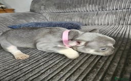 French Bulldog dogs for sale: Gorgeous frenchie pups  - Image 24