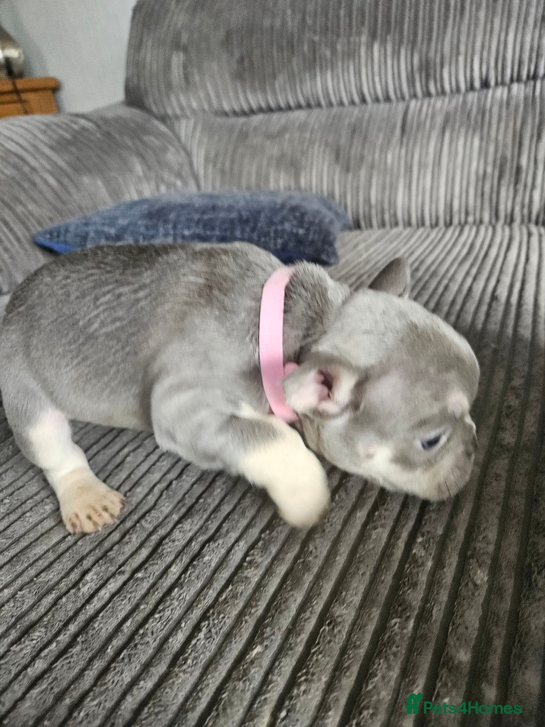 French Bulldog dogs for sale: Gorgeous frenchie pups  - Image 24