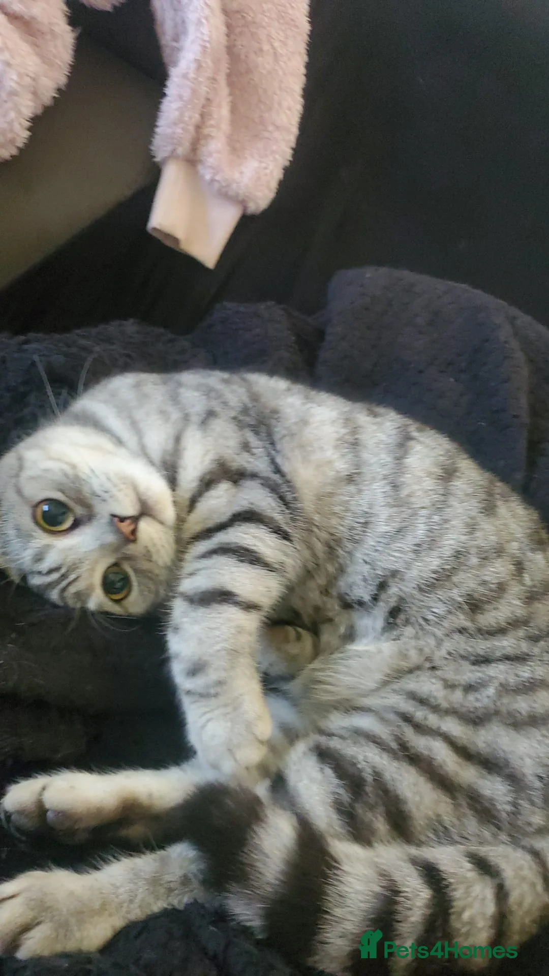 British Shorthair cats for sale: Sweet girl BSH X SF in Norwich - Advert 3