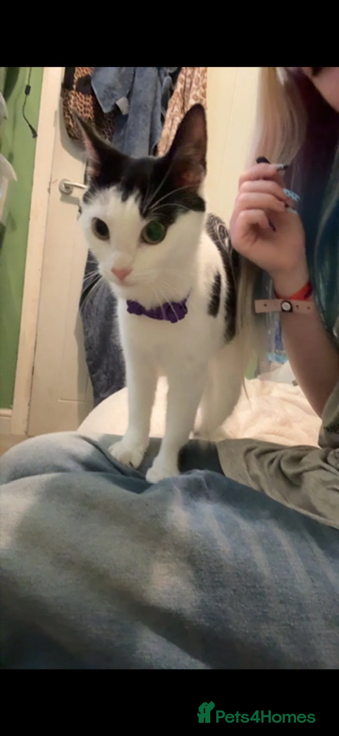 Mixed Breed cats for sale: Sweet Female For Adoption - Advert 4
