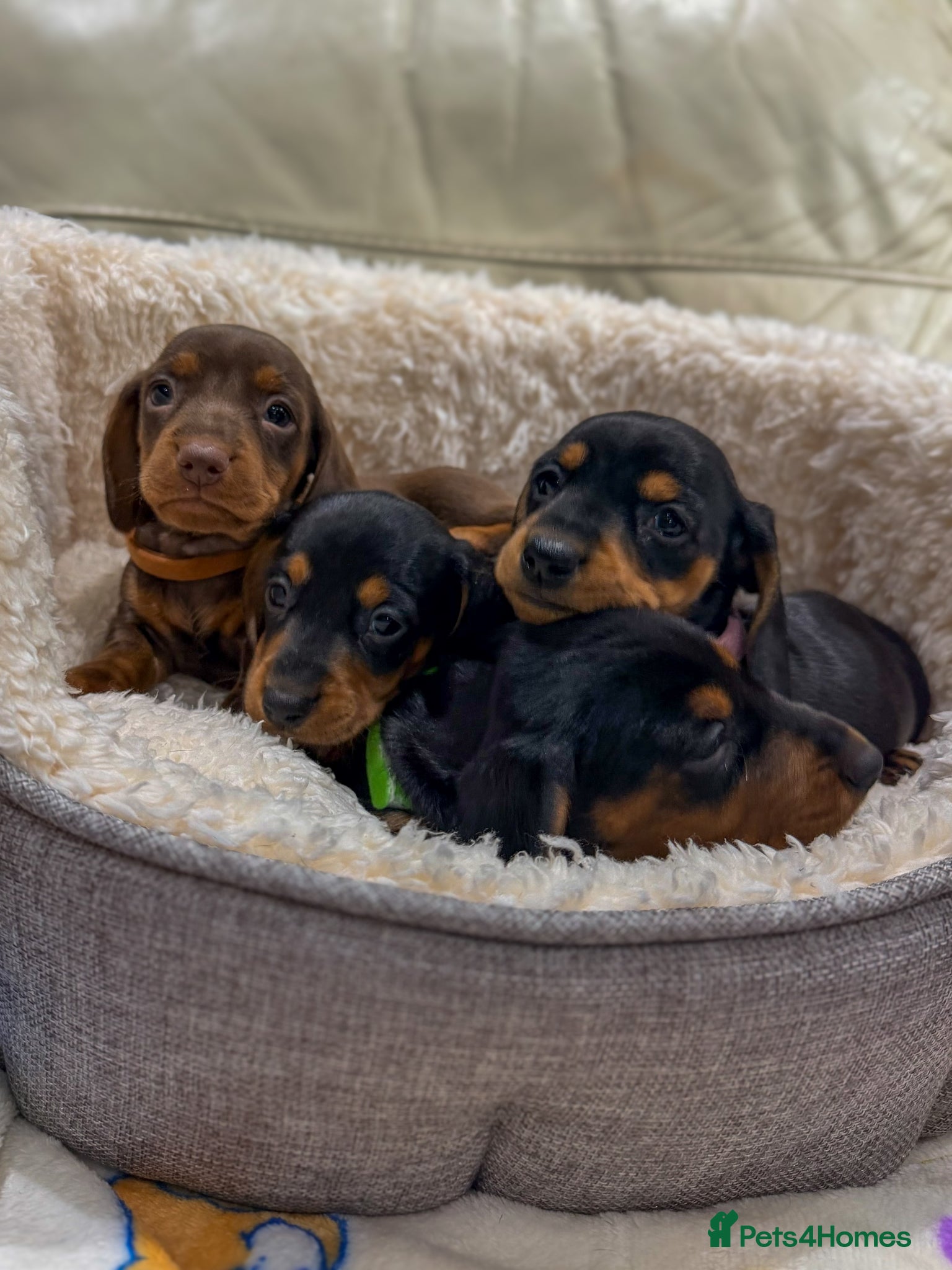 Miniature Dachshund dogs Miniature dachshunds - Advert 13