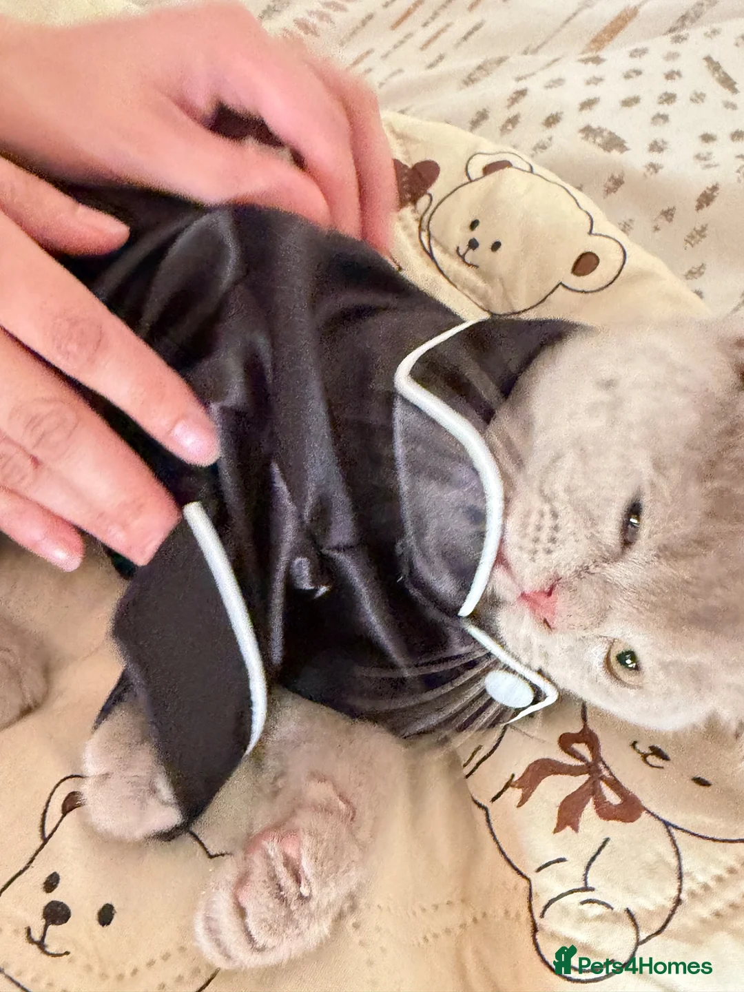 British Shorthair cats for sale: Beautiful loving lilac british short hair boy - Advert 6