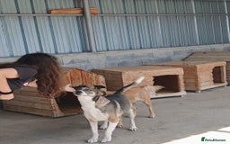 Mixed Breed dogs for adoption: Denver, 2 yrs approx. Available for adoption. - Image 3