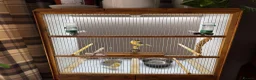 Canaries birds for sale: 2 x canaries with cage  - Advert 4