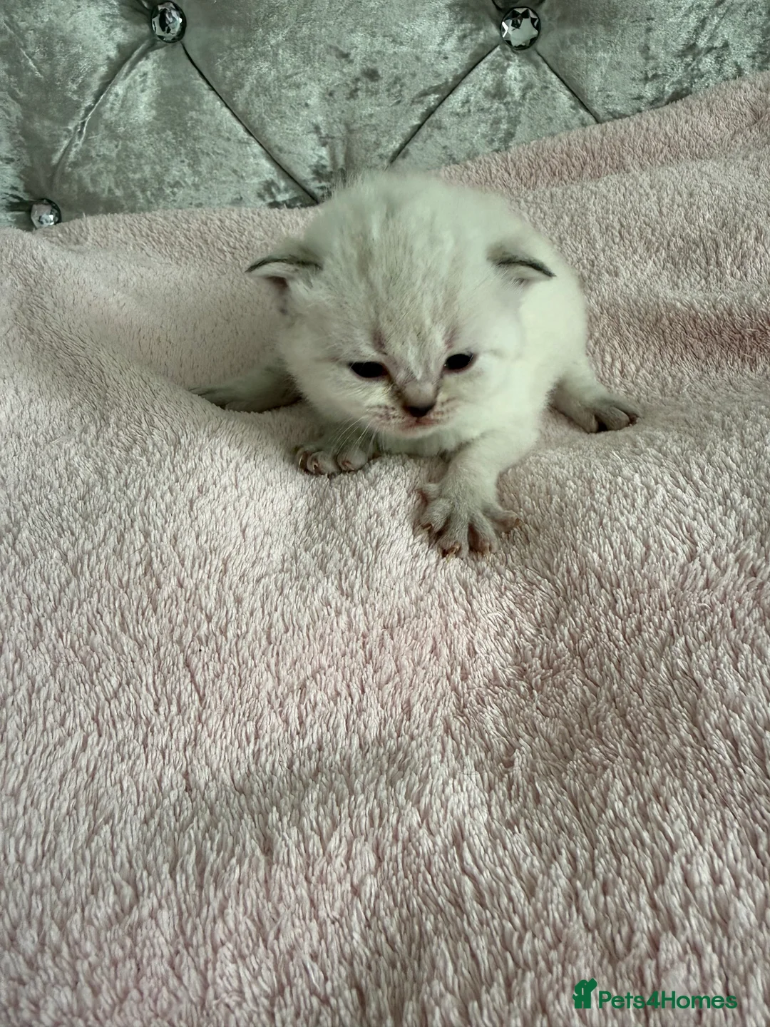 British Shorthair cats for sale: British Shorthair kittens - Advert 2