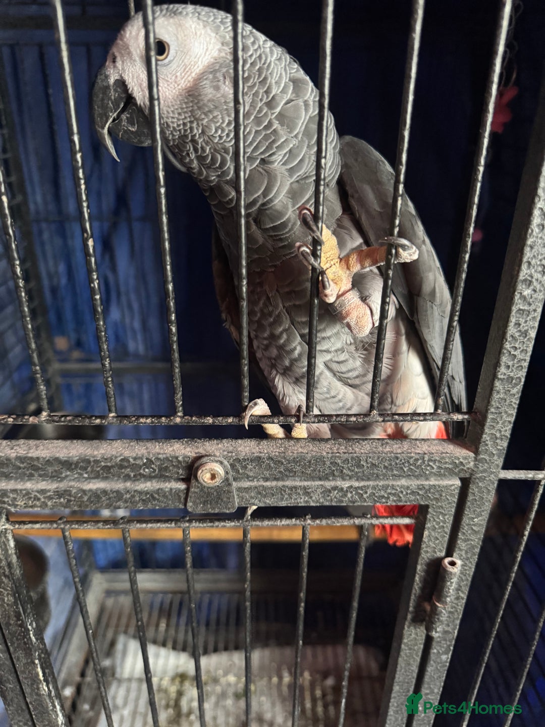 Parrots birds for sale: 2 African grey parrots  - Image 3