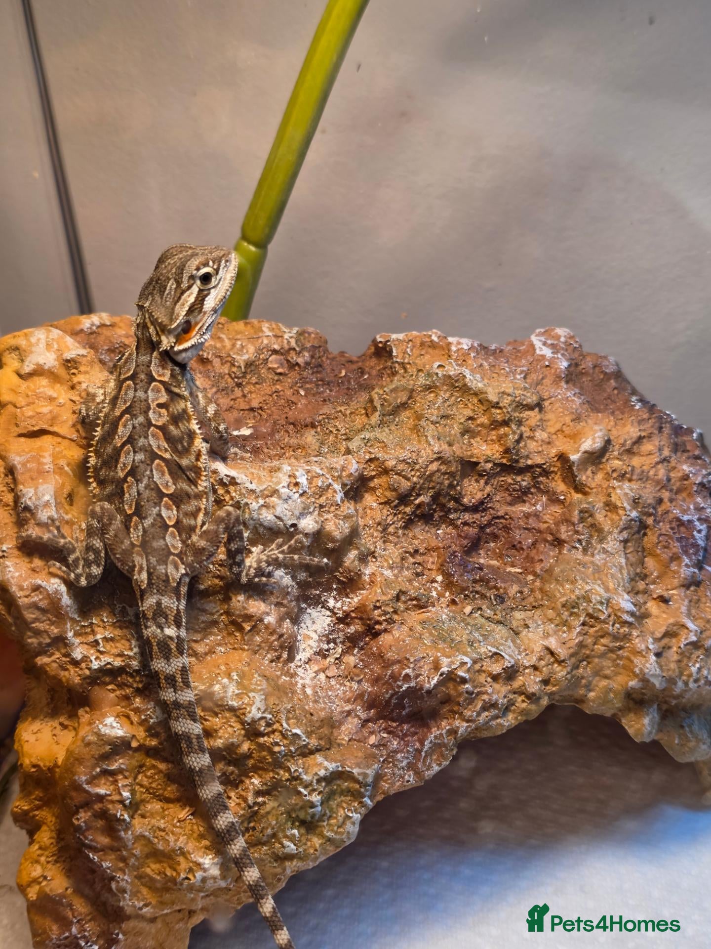 Bearded Dragon reptiles Baby bearded dragon no enclosure  - Advert 13