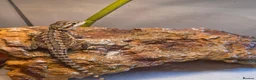 Bearded Dragon reptiles for sale: Baby bearded dragon no enclosure  - Advert 1