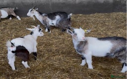Goats livestock for sale: Hilarious friendly baby Pygmy kids for sale  - Image 6