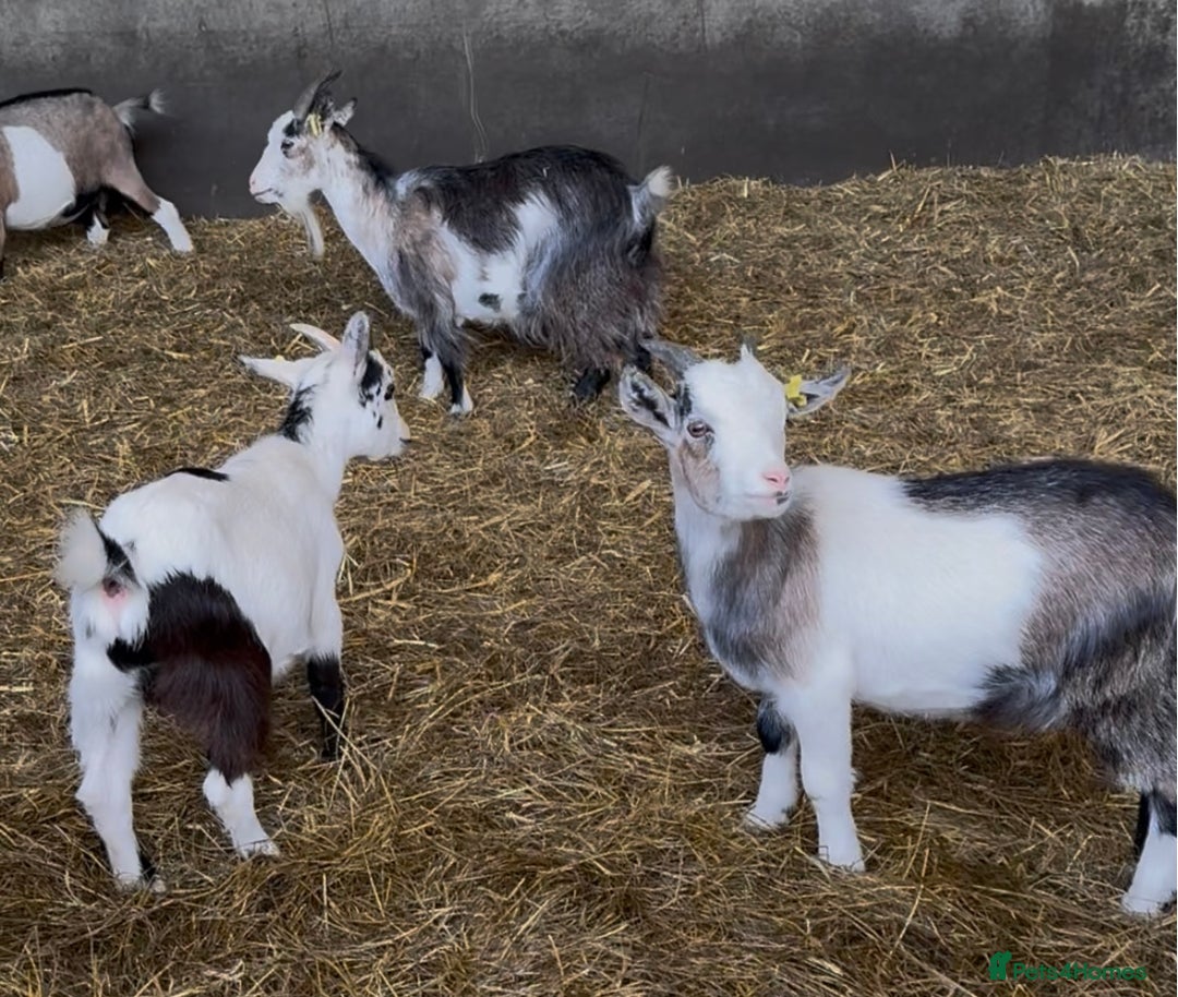 Goats livestock for sale: Hilarious friendly baby Pygmy kids for sale  - Image 6