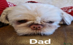 Shih Tzu dogs for sale: 6 Snow White Shih Tzu Pups.  - Image 14