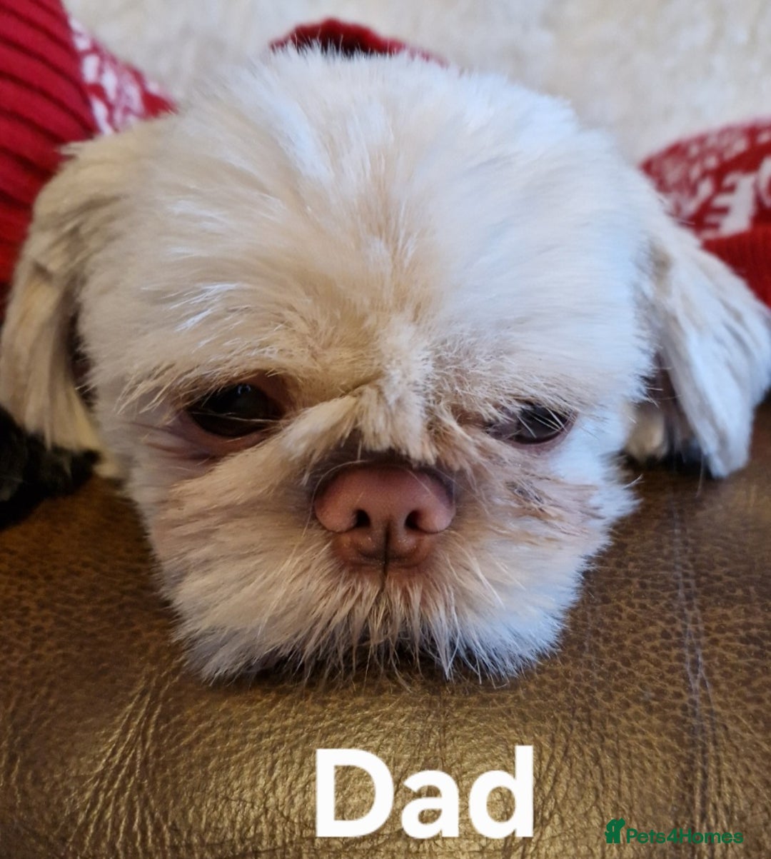 Shih Tzu dogs for sale: 6 Snow White Shih Tzu Pups.  - Image 14