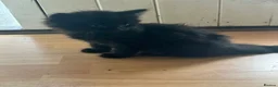 Mixed Breed cats for sale: 2 female kittens  - Advert 7
