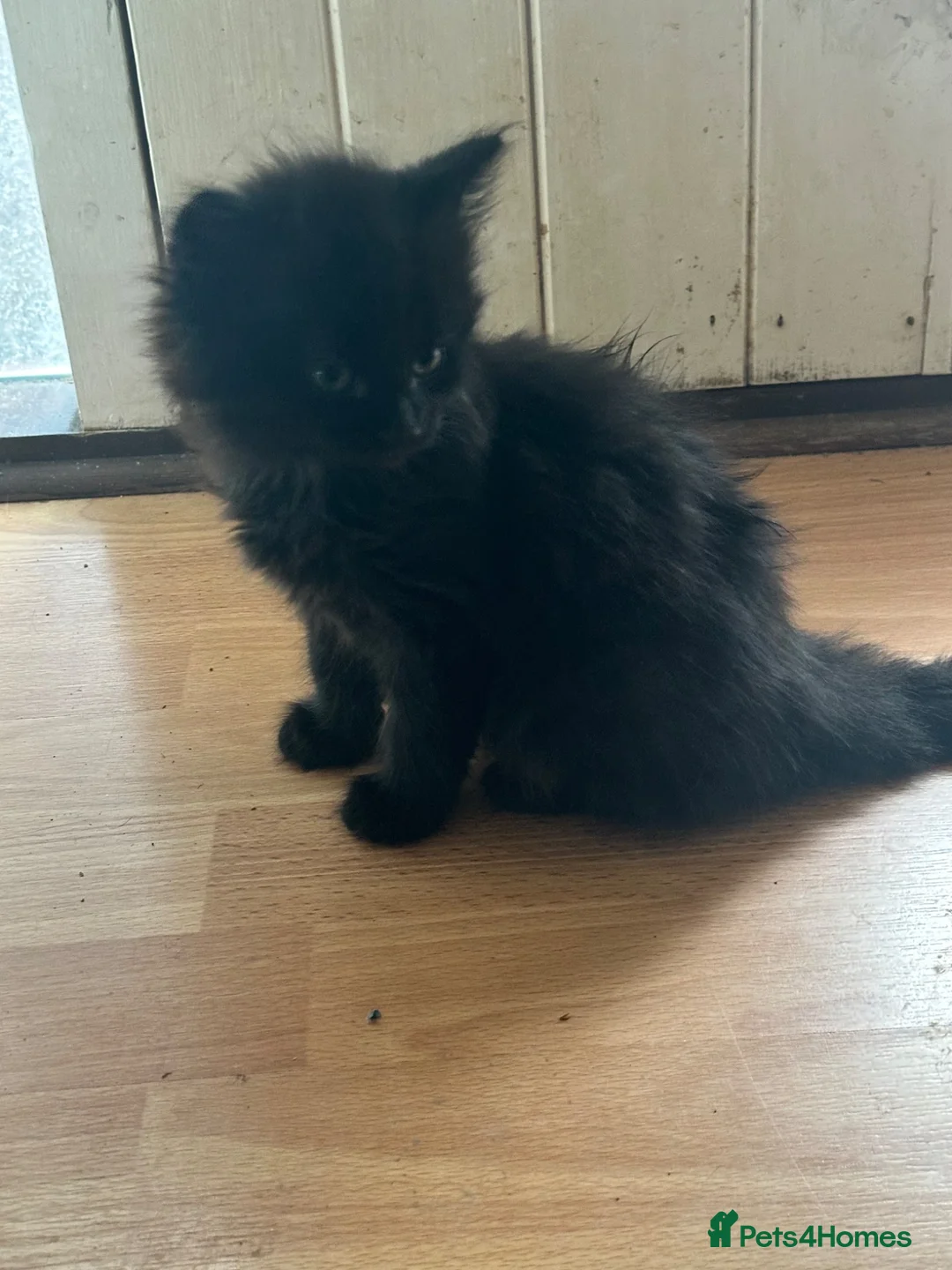 Mixed Breed cats for sale: 2 female kittens  - Advert 7