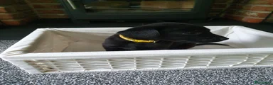 Labrador Retriever 3