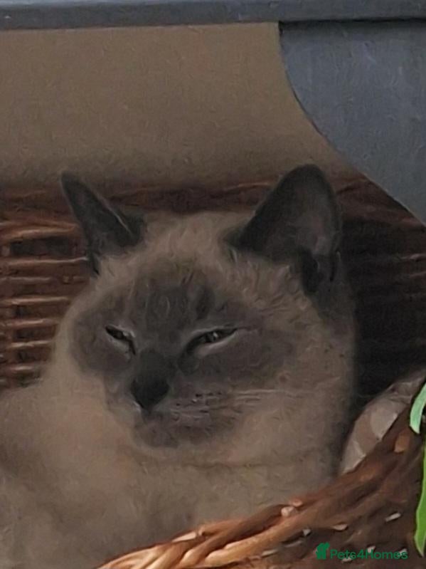 Ragdoll cats 4 Stunning and 1 not so stunning Ragdolls - Advert 1