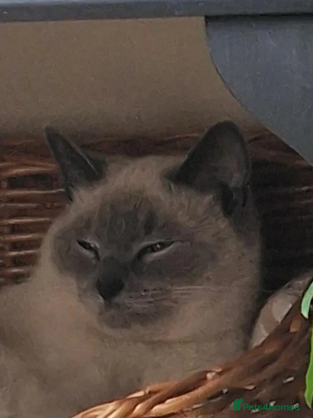 Ragdoll cats for sale: 4 Stunning and 1 not so stunning Ragdolls in South Shields - Advert 1