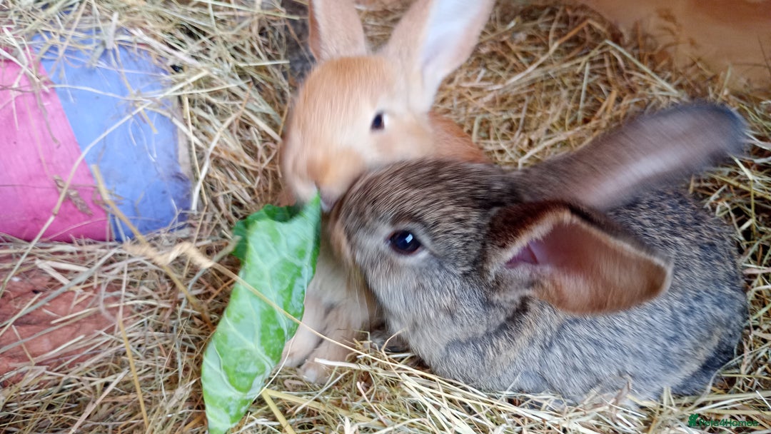 Continental Giant rabbits for sale: Beautiful Giant Continental Babies - Image 19