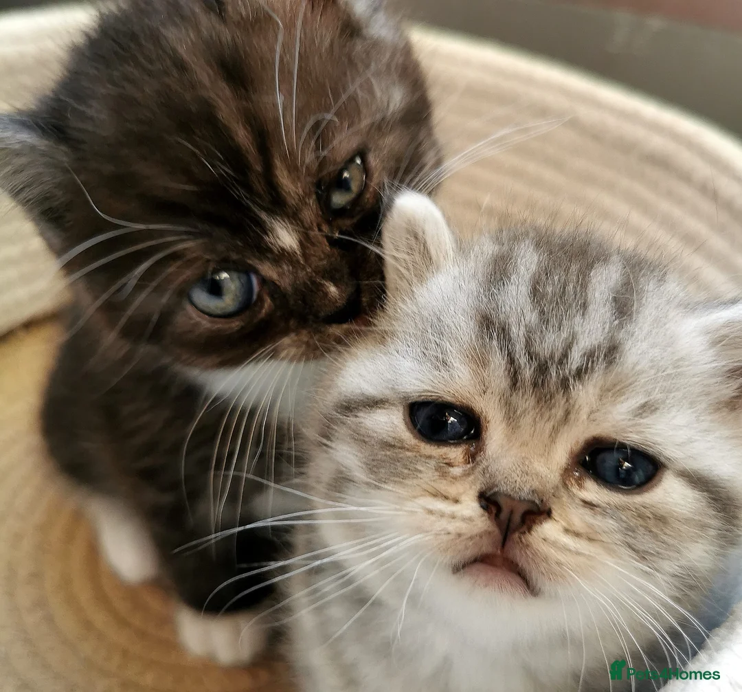 Mixed Breed cats for sale: ❤️Luxury Chinchilla Persian Scottish Fold Kittens - Advert 24