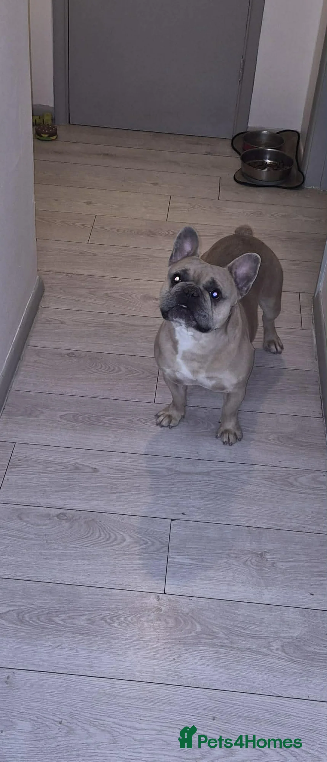 French Bulldog dogs for stud: Lilac Merle chocolate carrier  in Luton - Advert 2