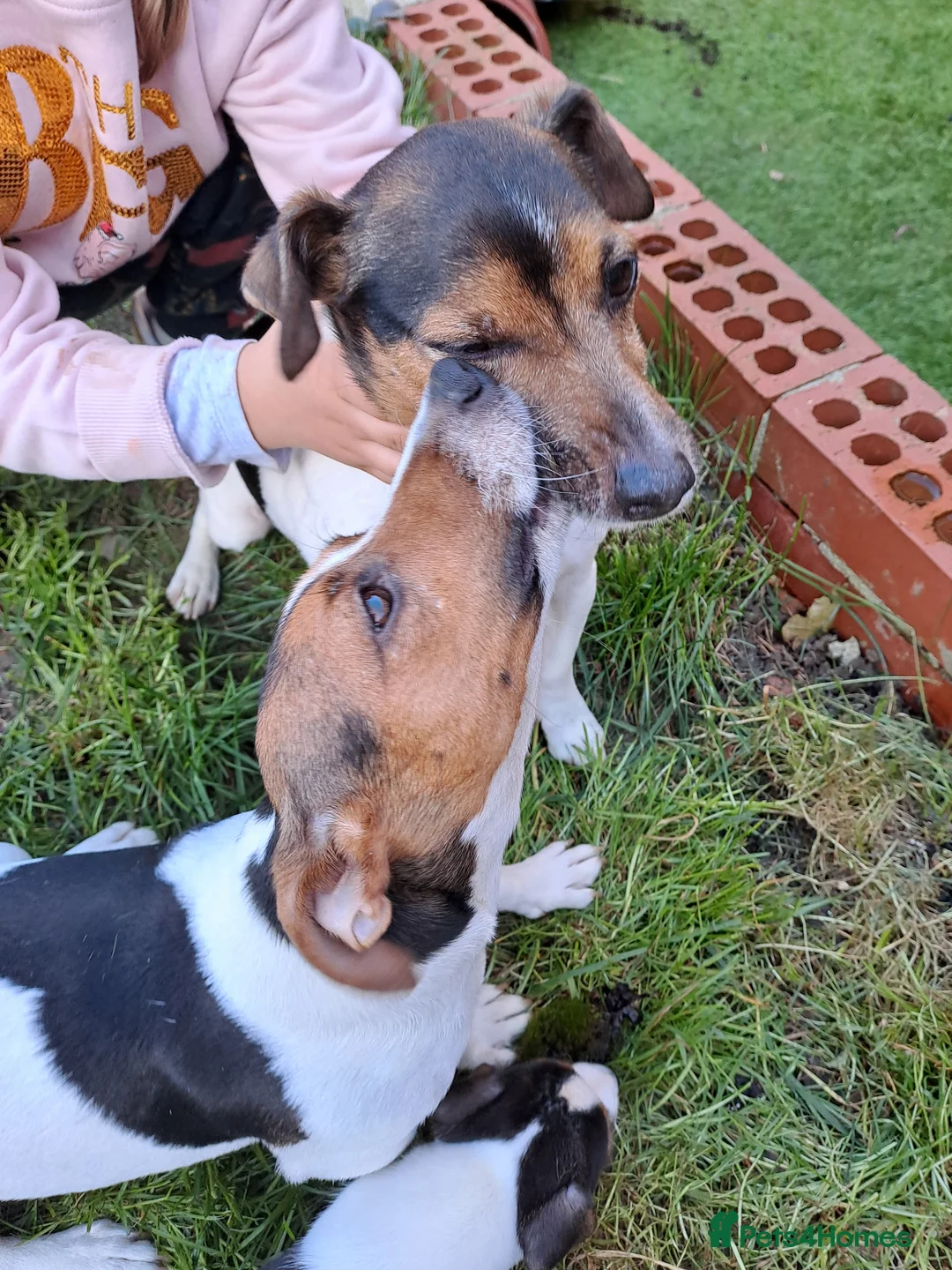Jack Russell dogs for sale: Pure gorgeous Jack Russell miniature  - Advert 2