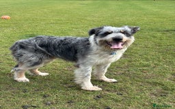 Border Collie dogs for sale: Border collie rehoming  - Image 2