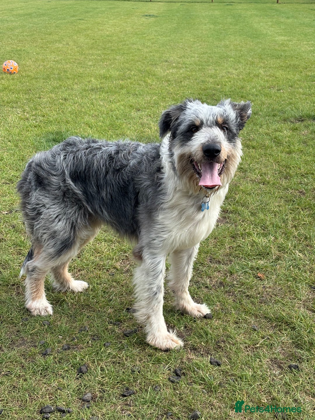 Border Collie dogs for sale: Border collie rehoming  - Image 2