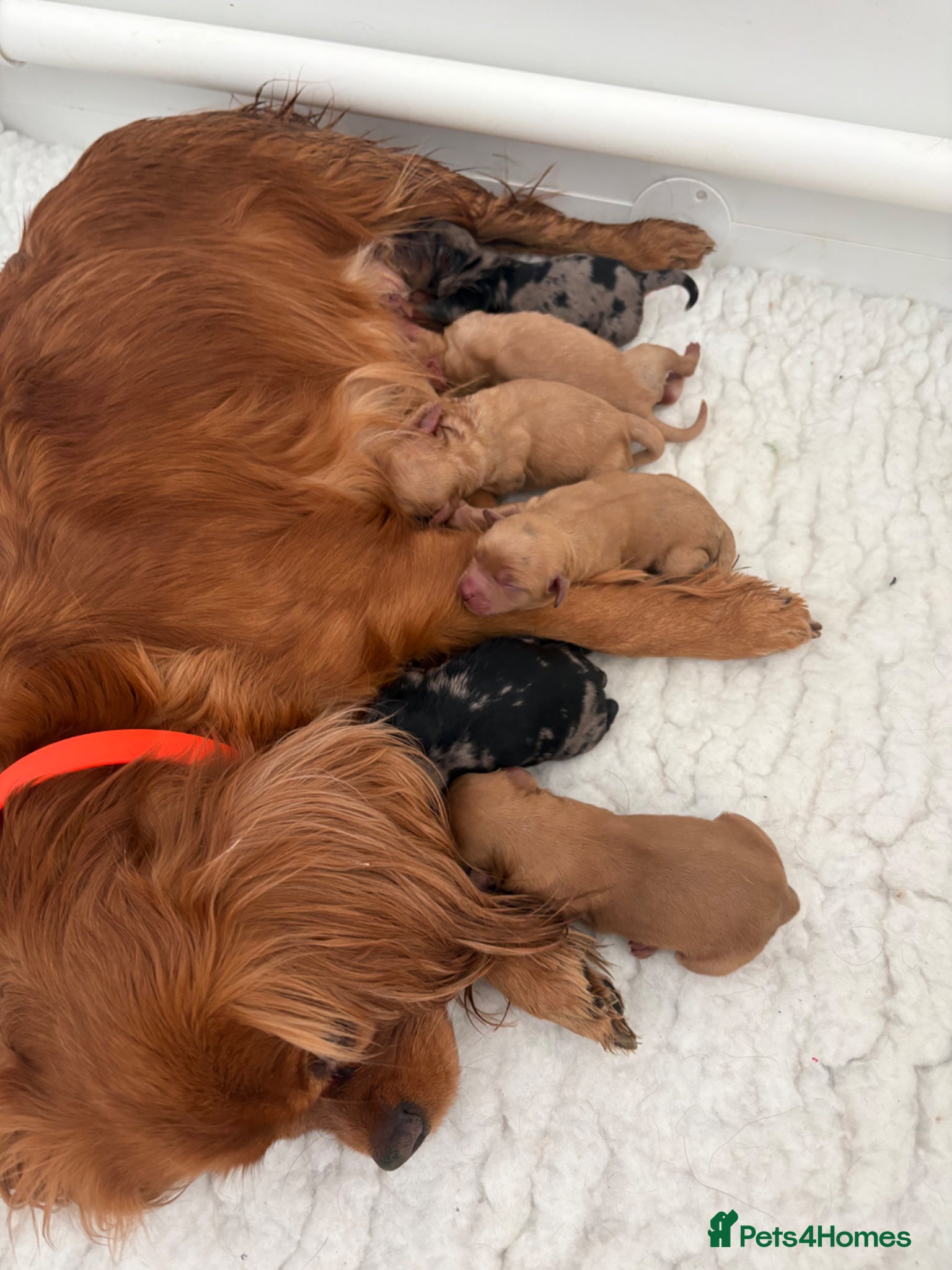 Cavapoo dogs ⭐ F1 Health tested Cavapoos⭐ - Advert 1