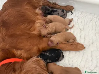 Cavapoo dogs ⭐ F1 Health tested Cavapoos⭐ - Advert 1