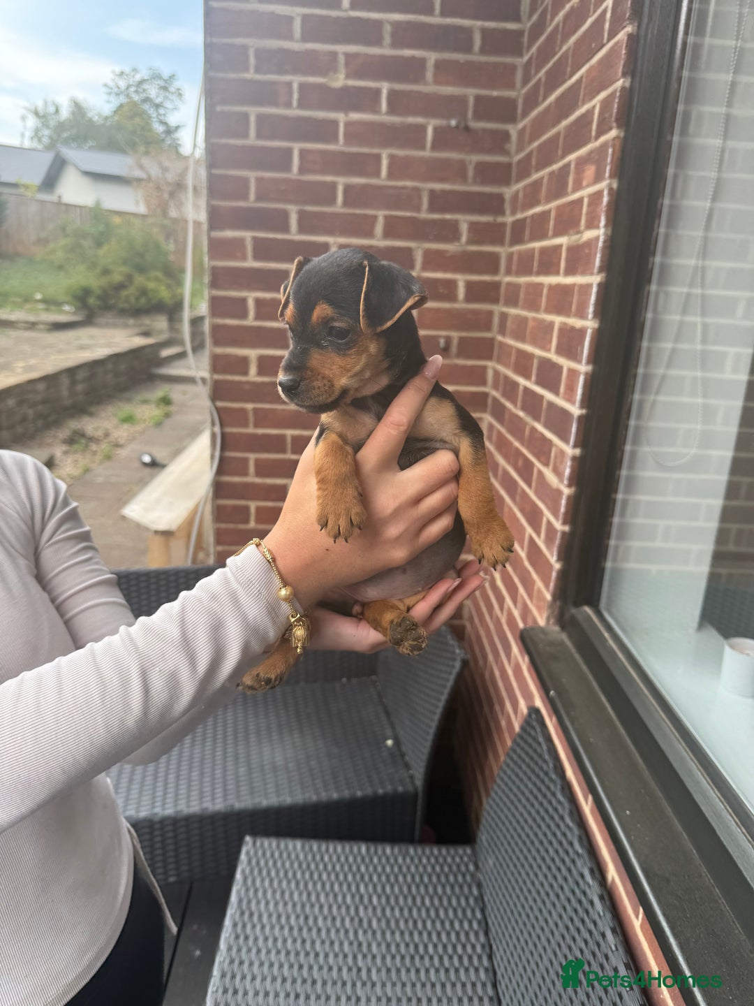 Patterdale Terrier dogs for sale: Patterdale fell terriers  - Image 7
