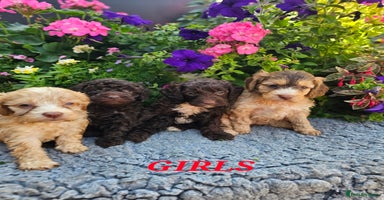 Cockapoo dogs - Advert 6
