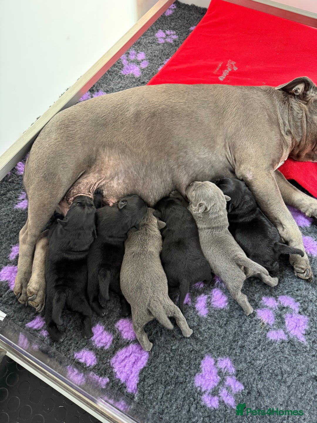 Staffordshire Bull Terrier dogs for sale: KC Registered Mr T & Luminastaffs Puppies - Image 14
