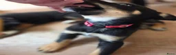 Mixed Breed dogs for sale: Australian Kelpie x Australian cattle dog puppies - Advert 4