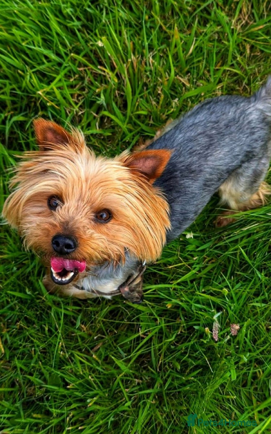 Yorkshire Terrier dogs for stud: Tiny 2kg Pure Pedigree Yorkshire Terrier in Walsall - Image 1