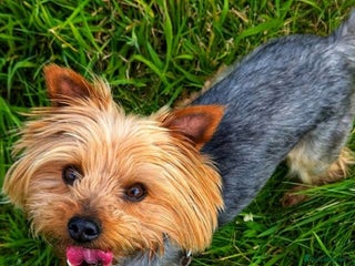 Yorkshire Terrier dogs in Walsall - Advert 19