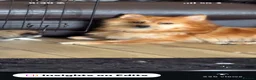 Mixed Breed dogs for sale: two puppies in Preston - Advert 5