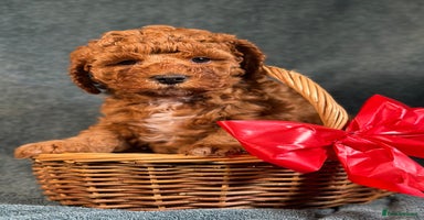 Cavapoo dogs - Advert 15
