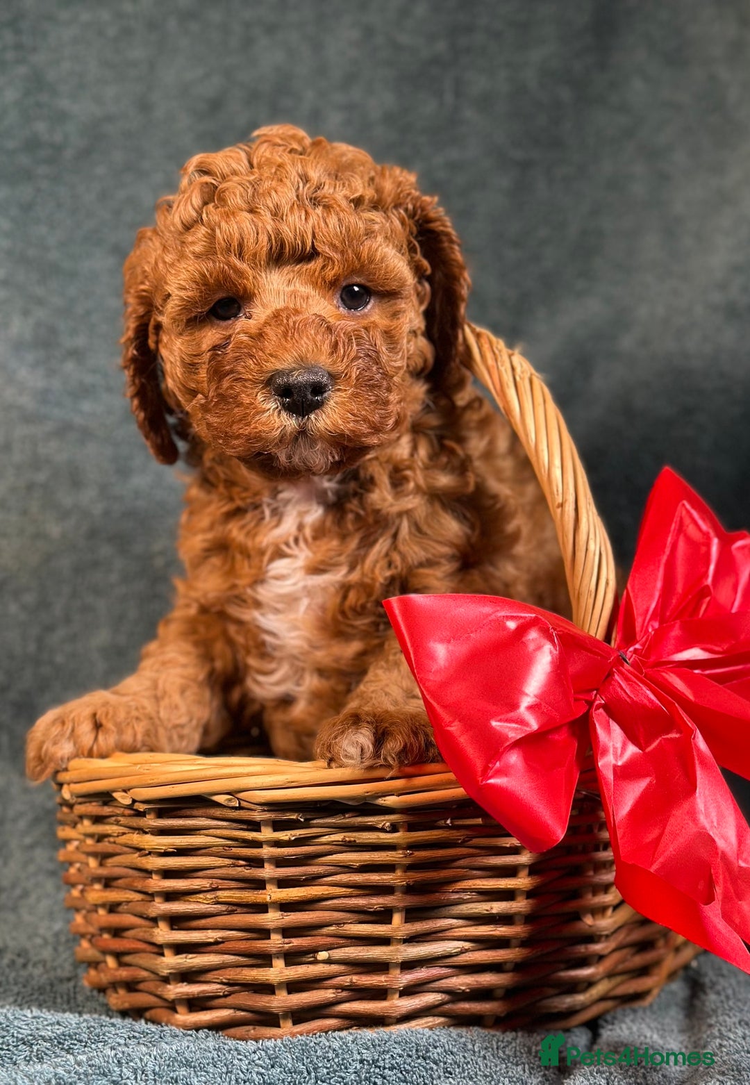 Cavapoo dogs for sale: F1B Cavapoo health tested boutique breeder - Image 2