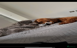 Mixed Breed dogs for sale: Puppies looking for a loving family  - Image 17