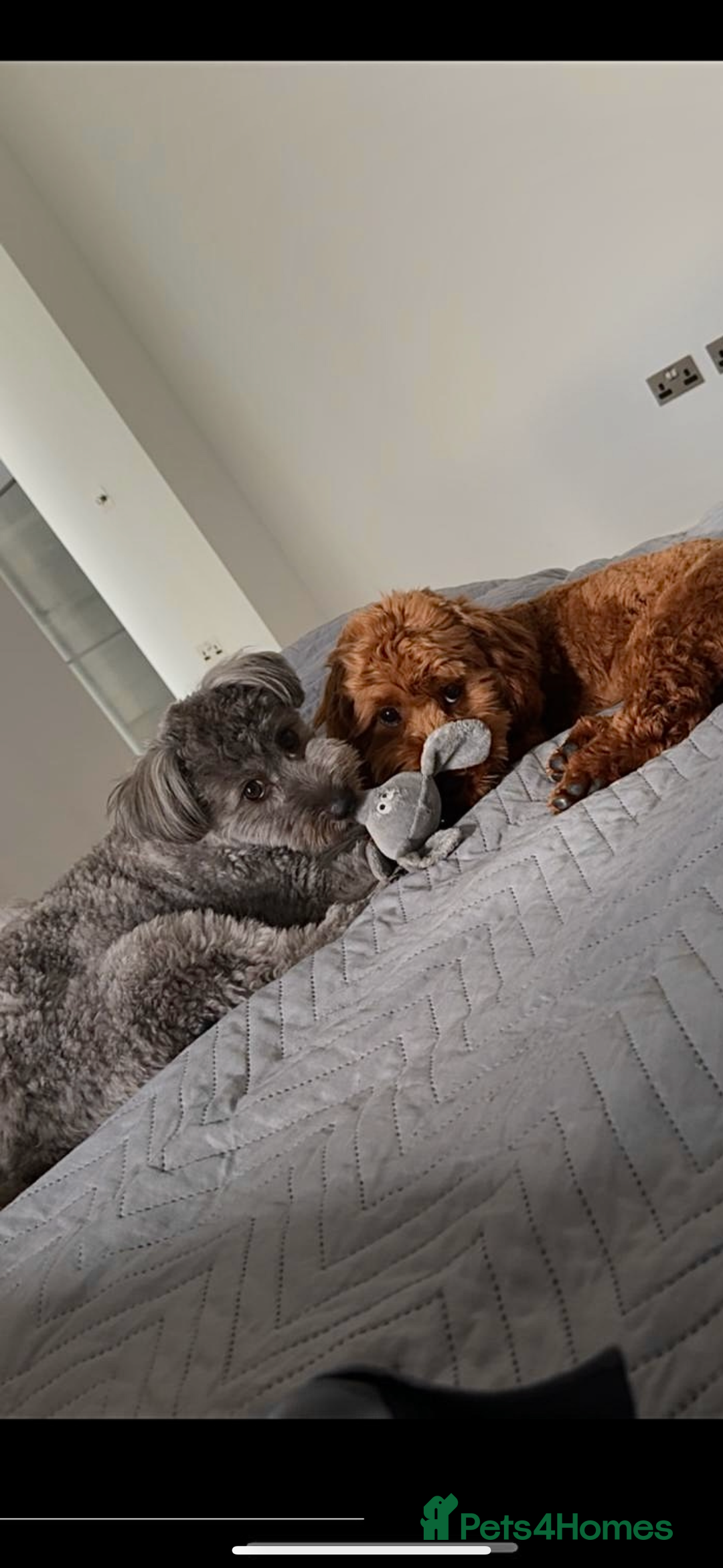 Mixed Breed dogs for sale: Puppies looking for a loving family  - Image 17