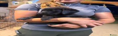 Mixed Breed 4