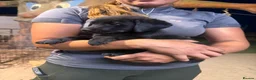 Mixed Breed dogs for sale: Bernese mountain dog x Labrador Puppys  - Advert 12