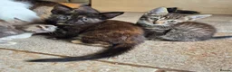 Mixed Breed cats for sale: Pretty and playful kittens ready for forever homes - Advert 10