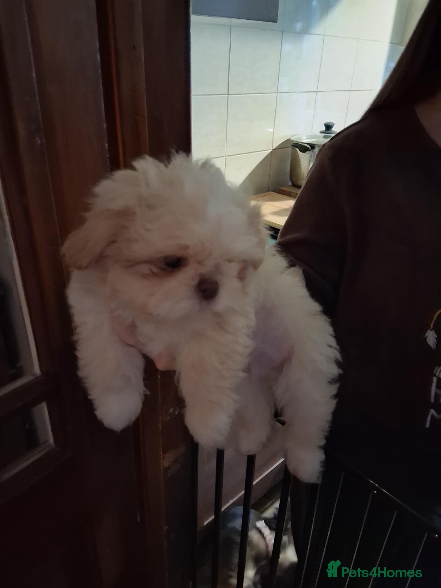 Shih Tzu dogs Imperial shih tzu 2 boys left - Advert 1