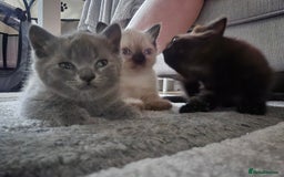 British Shorthair cats for sale: 5 Beautiful Short British haired Kittens  - Image 2