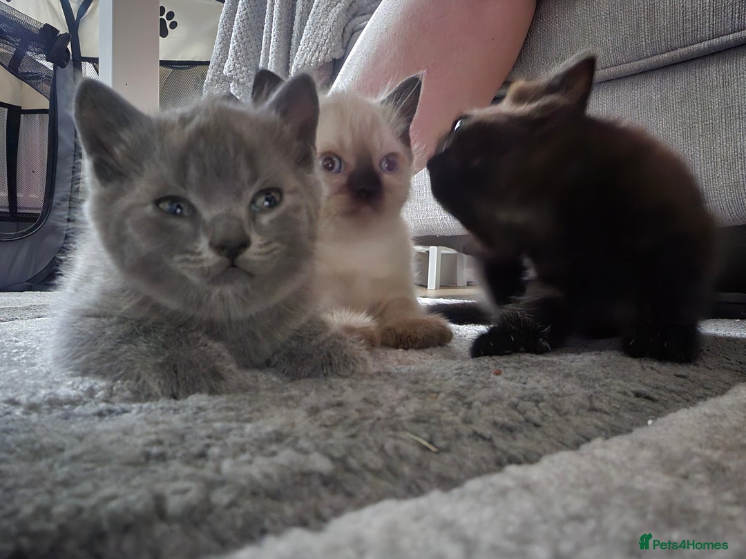British Shorthair cats for sale: 5 Beautiful Short British haired Kittens  - Image 2