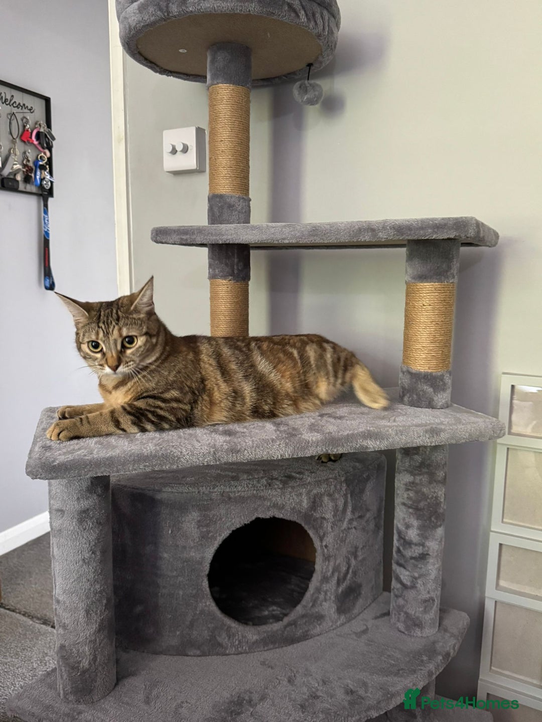 British Shorthair cats for sale: Whiskey - British Shorthair for sale - Advert 6