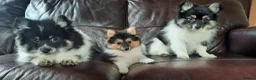 Mixed Breed dogs for sale: Gorgeous Pomeranian × Japanese Spitz Puppies in Falkirk - Advert 8