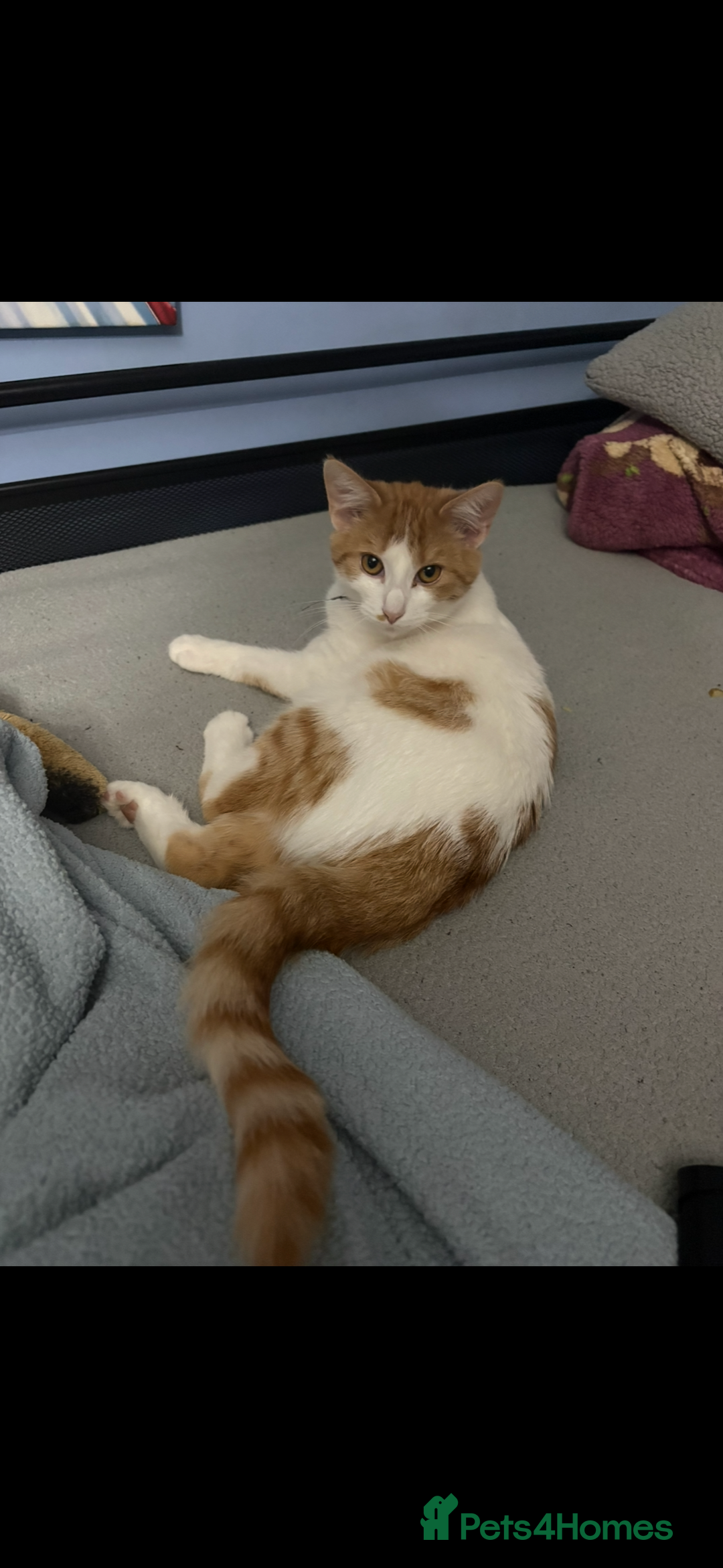 Domestic Shorthair cats for sale: 6 month old female cat  - Advert 3