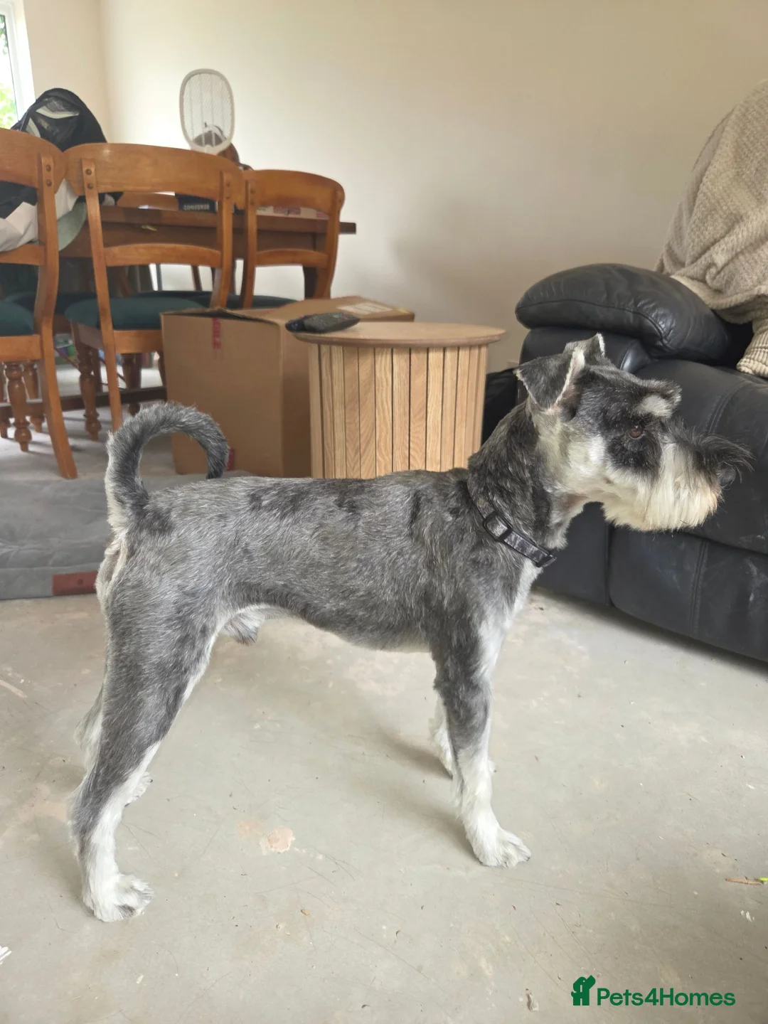 Miniature Schnauzer dogs for stud: KC Registered Miniature Schnauzer Stud - Advert 2